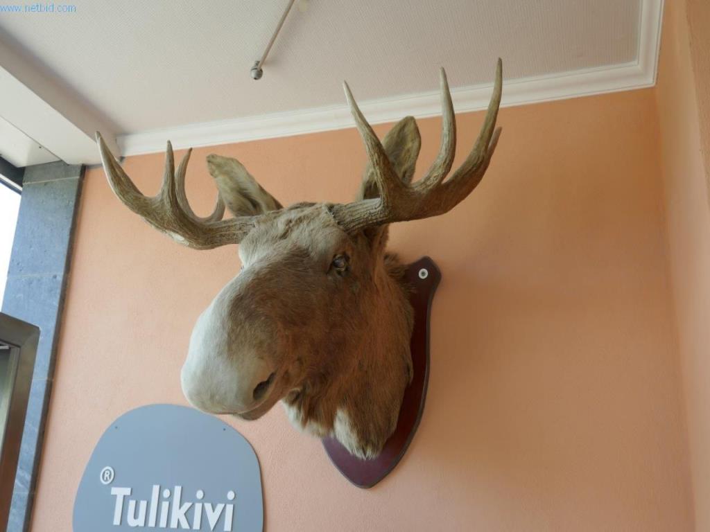 Used Decorative moose head for Sale (Auction Premium) | NetBid Slovenija